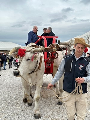 Fratticciola capitale della Chianina con la 70^ Mostra del Vitellone