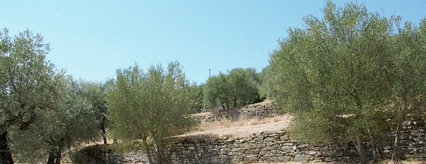 Con il 18esimo bollettino fitopatologico si conclude l’iniziativa del Comune in collaborazione con le aziende e le associazioni agricole