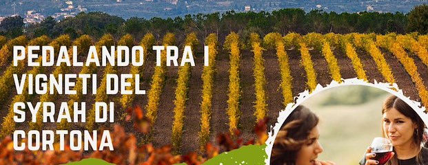 Pedalando tra i vigneti del Syrah di Cortona