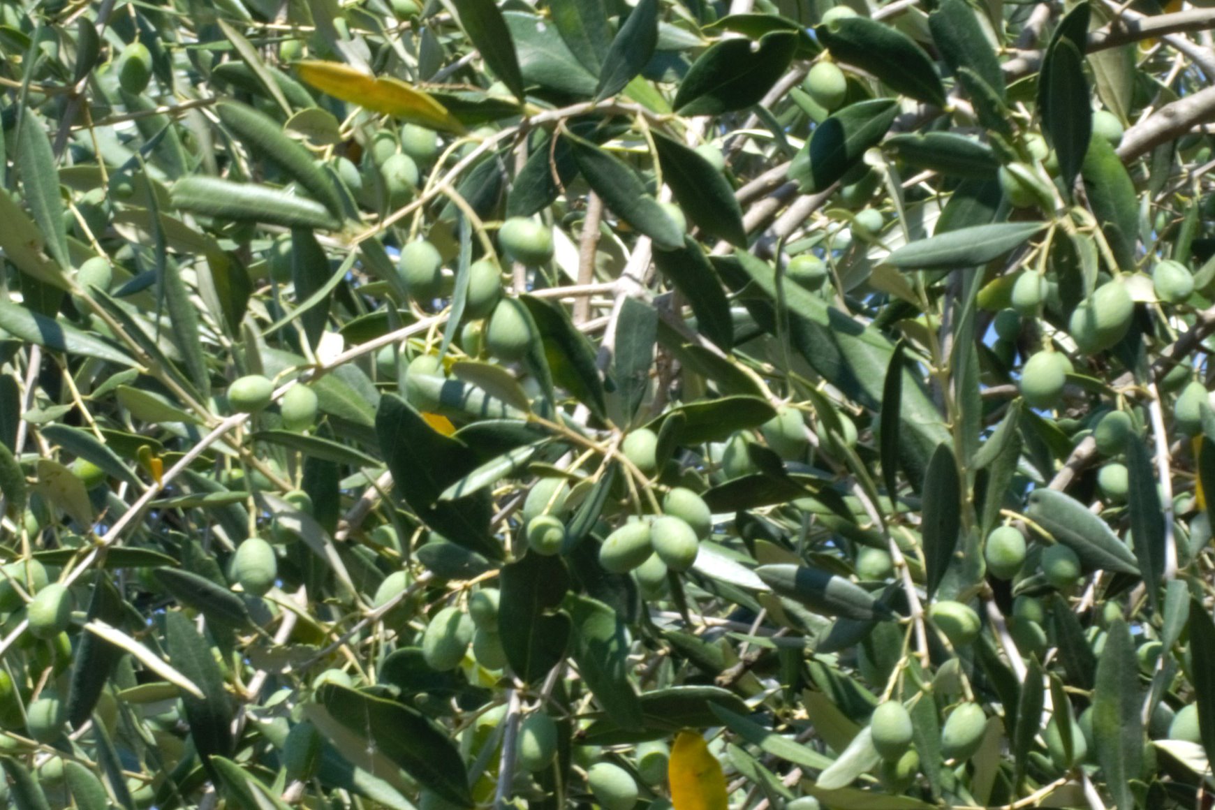 Aperte le iscrizioni al concorso Eleiva Cortonensis
