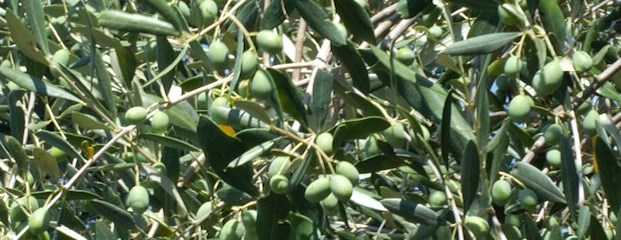 Aperte le iscrizioni al concorso Eleiva Cortonensis