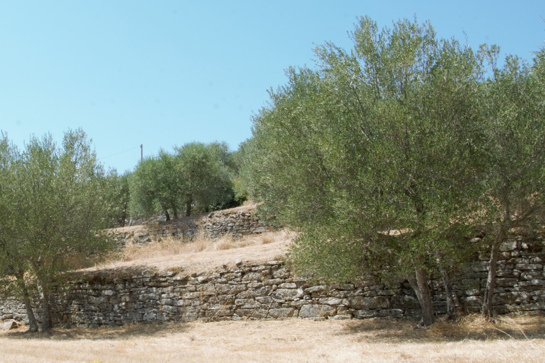 Con il 18esimo bollettino fitopatologico si conclude l’iniziativa del Comune in collaborazione con le aziende e le associazioni agricole